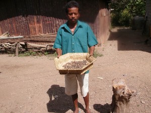 Jatrophas 2 PORTAL 300x225 Renewable Energies: Timor Leste invests in the ‘Jatropha’ plant cultivation