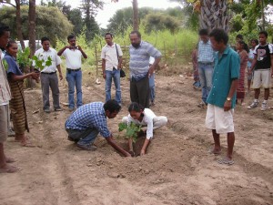Jatrophas 3 PORTAL 300x225 Energias Renováveis: Timor Leste aposta no cultivo de plantas Jatrophas