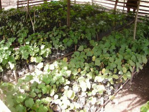 Jatrophas PORTAL 300x225 Energias Renováveis: Timor Leste aposta no cultivo de plantas Jatrophas