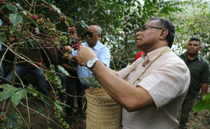 PM no Ministru Agrikultura kuu Kafe 300x185 Primeiru Ministru akompaña produsaun kafé iha Ermera