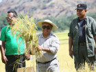Government in Laleia to symbolic harvest of rice 