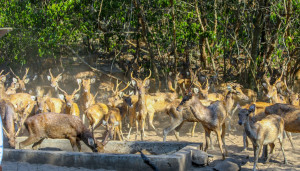 574577436 703937839429214 1654674704090556282 n 300x171 Prime Minister launches road rehabilitation, water supply reinforcement and inaugurates desalination system in Lautém